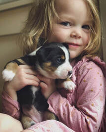 Entlebucher puppy cuddling with child