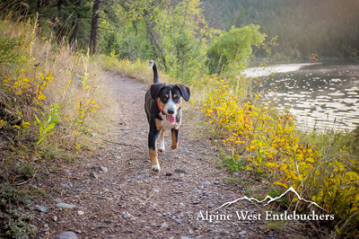 healthy breed great hiking companion.