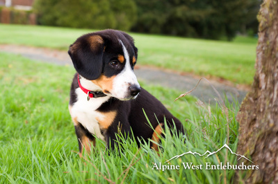 Swiss Mountain Dog puppy in Canada