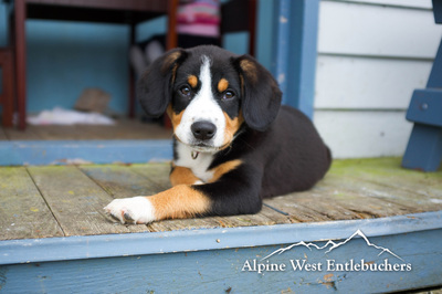 Bernese Greater Swiss Mountain Dog puppies 