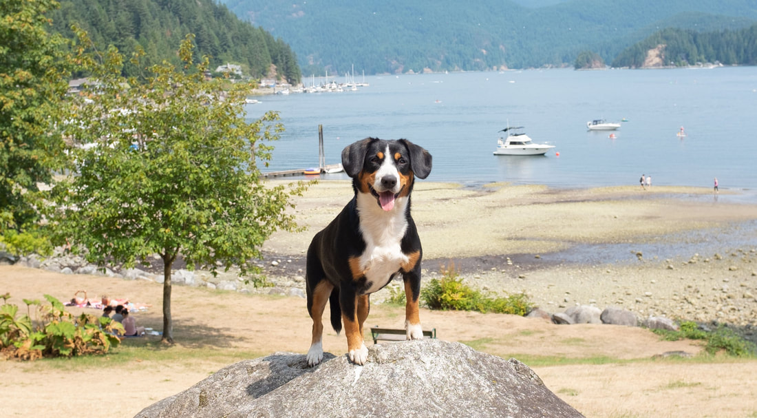 Entlebucher in Vancouver by deep cove