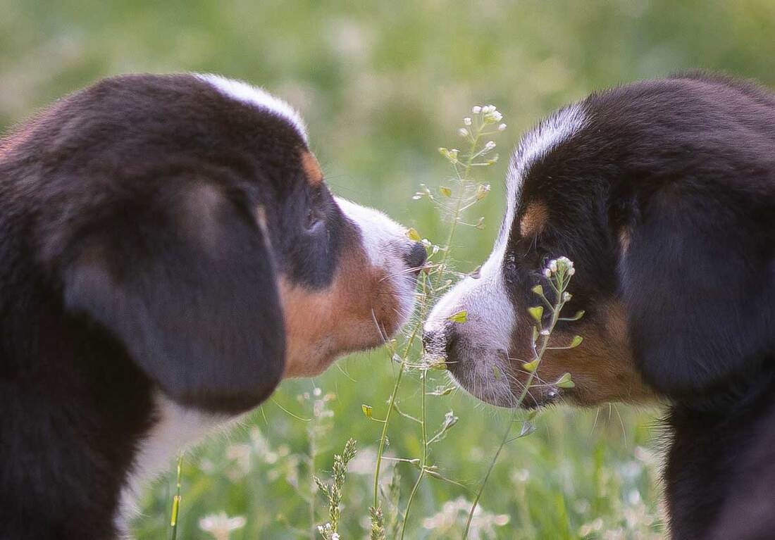 Entlebucher puppies for sale in Canada
