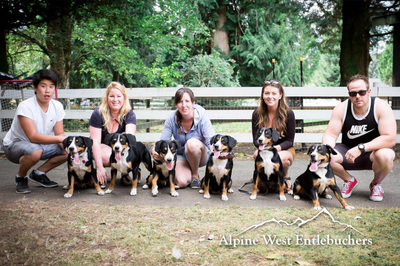 Entlebucher Litter one year old with parents