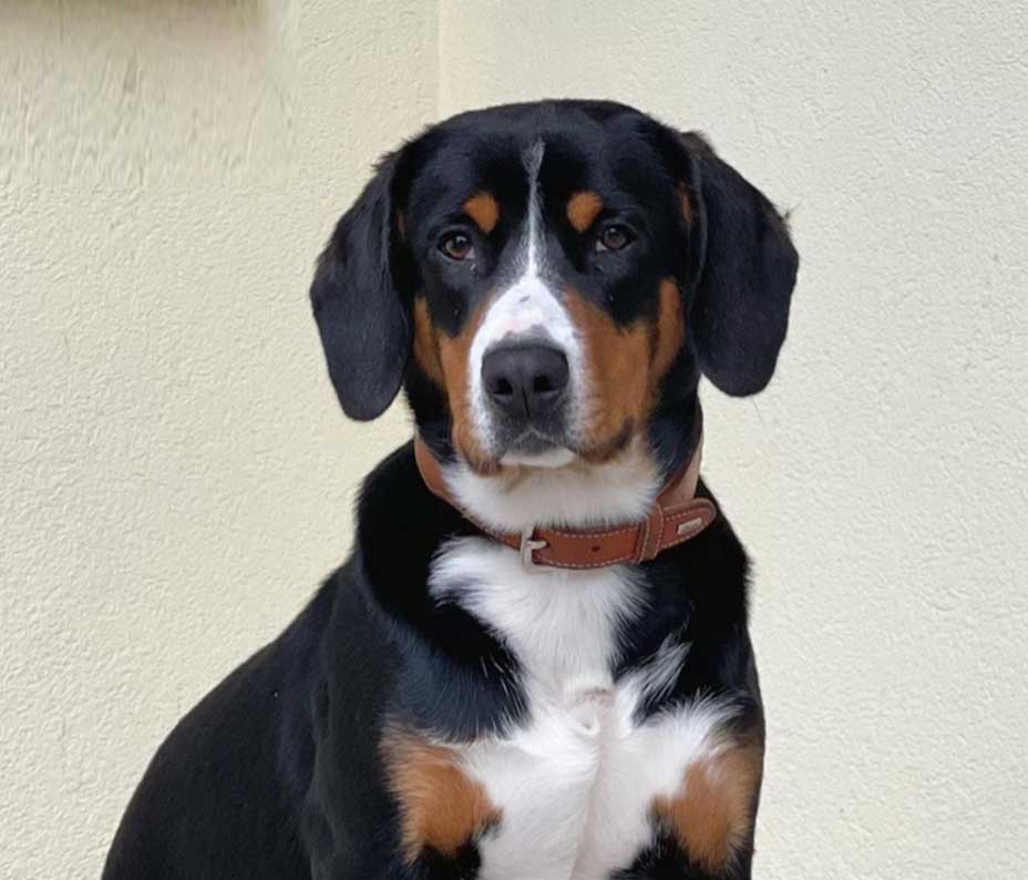 Entlebucher stud dog located in vancouver